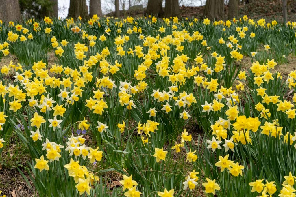 \"Daffodil